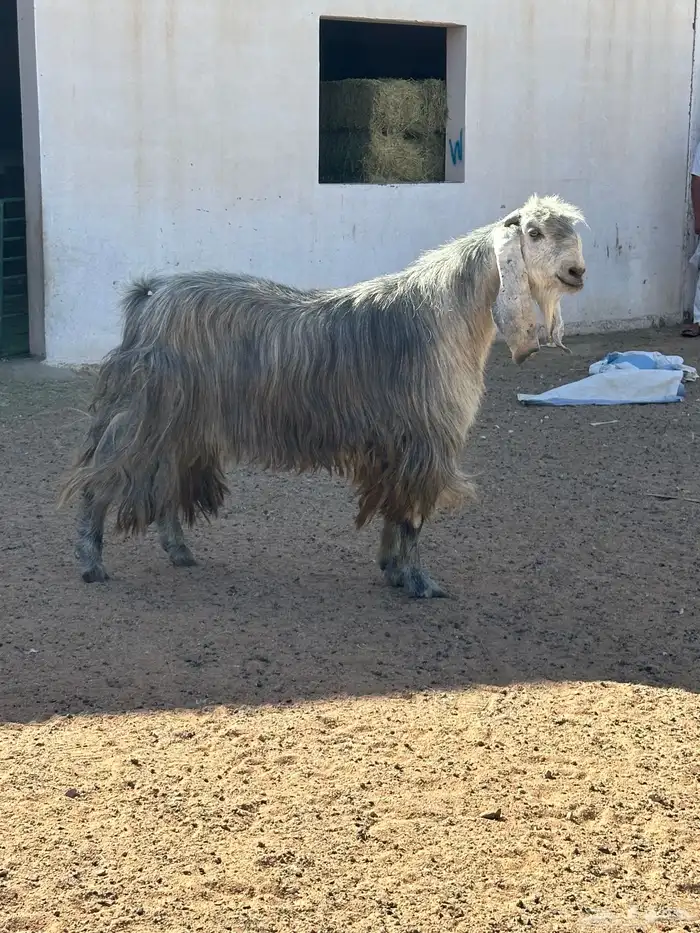 تيس عارضي طيب بالحيل 7