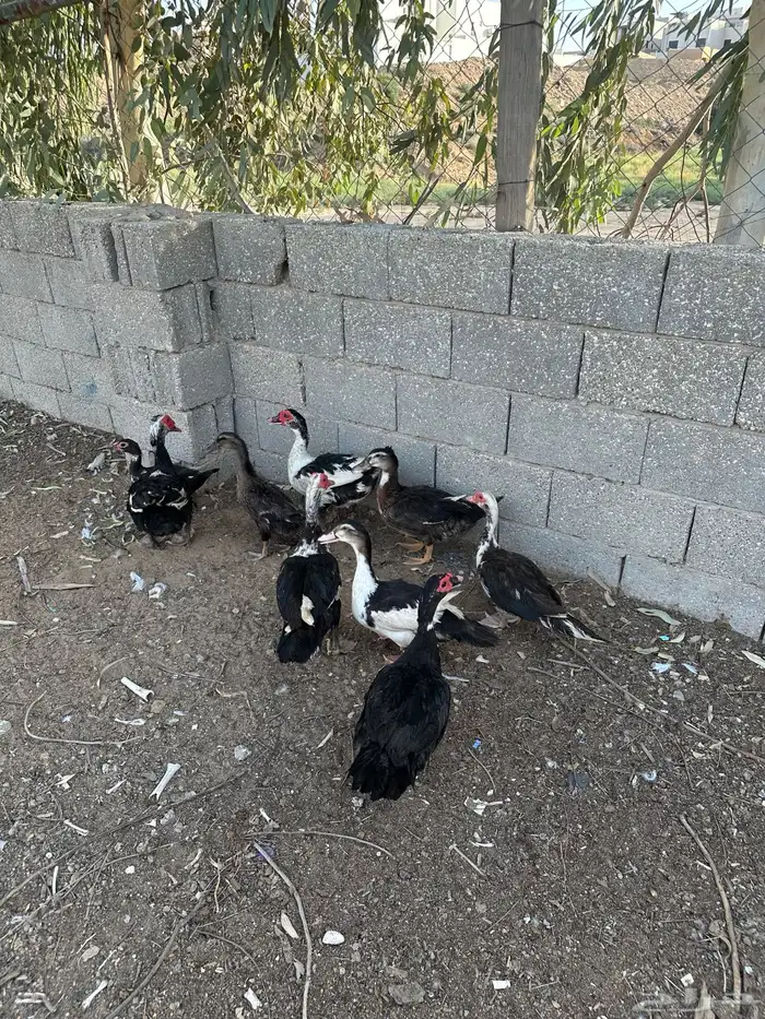 بط بح 2