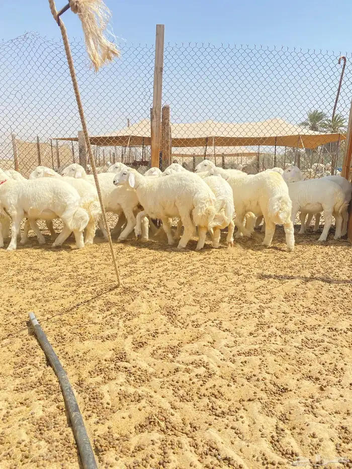 خرفان حريات ( تم البيع ) 0