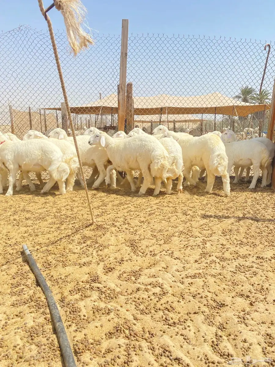 خرفان حريات 0