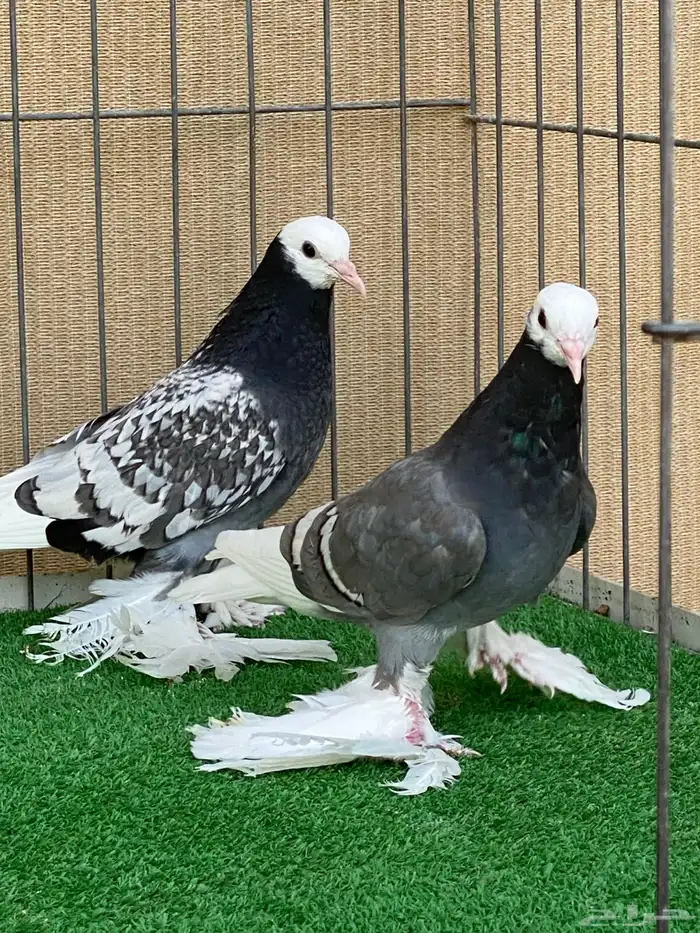 سووالوو و ساسكون 8