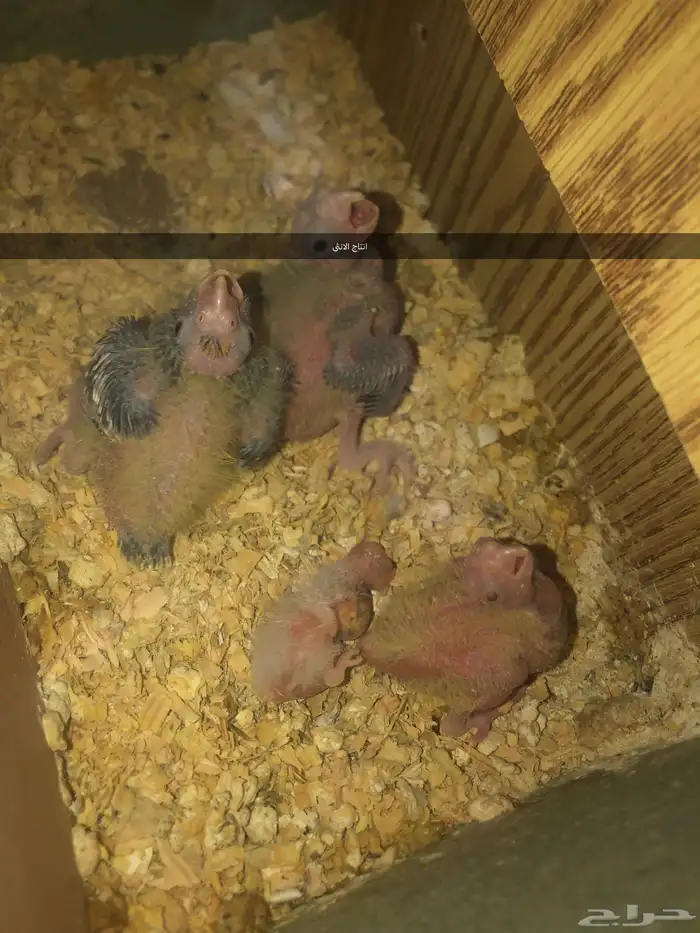 انثى كروان لاتينو منتجه و اليفه (( تم البيع )) 6