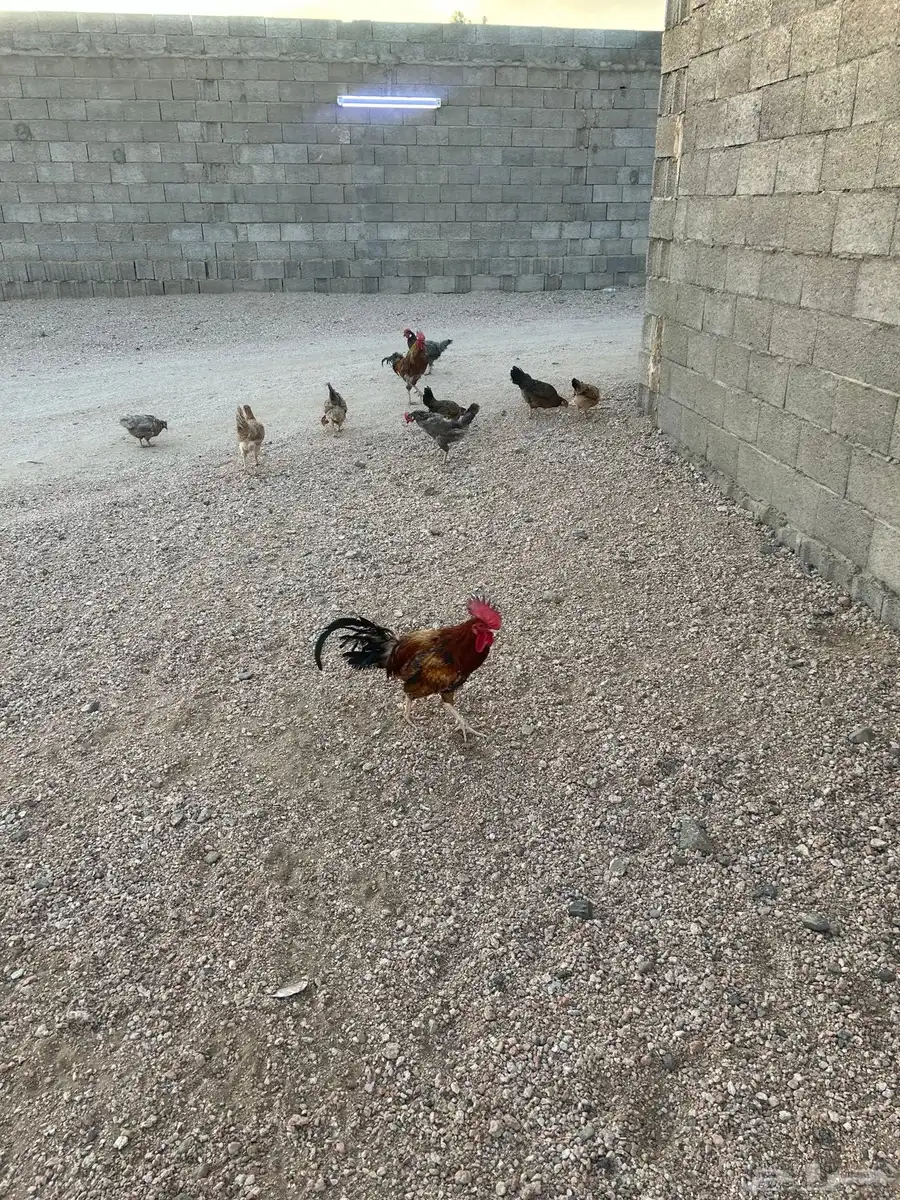 دجاج بلدي حظان نظيف الصحه ممتازه 8