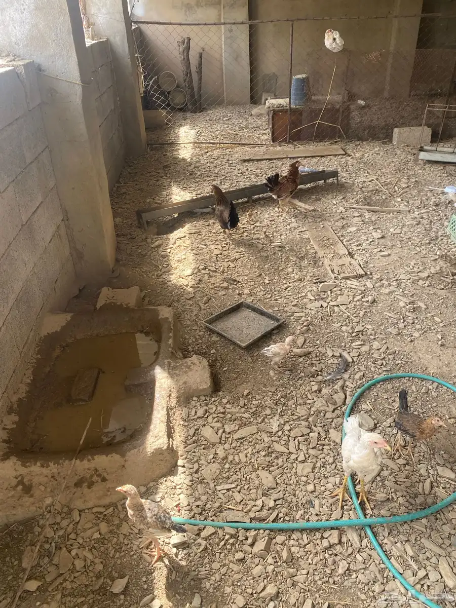 دجاج للبيع 4