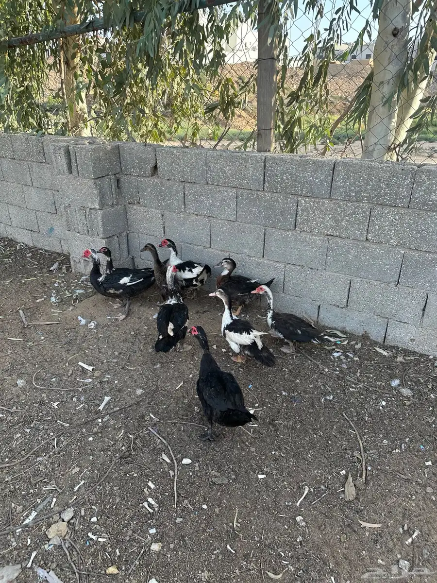 بط بح 1