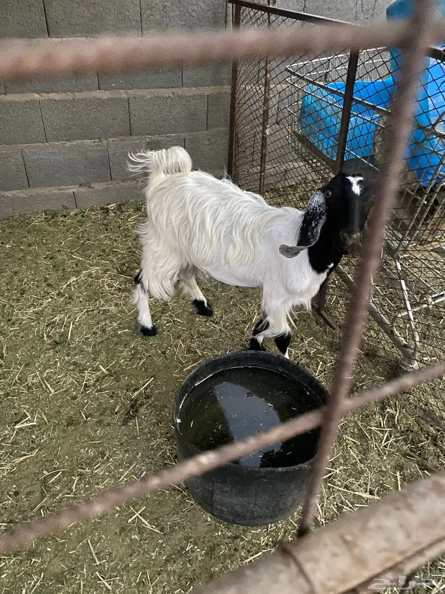تبوك 3