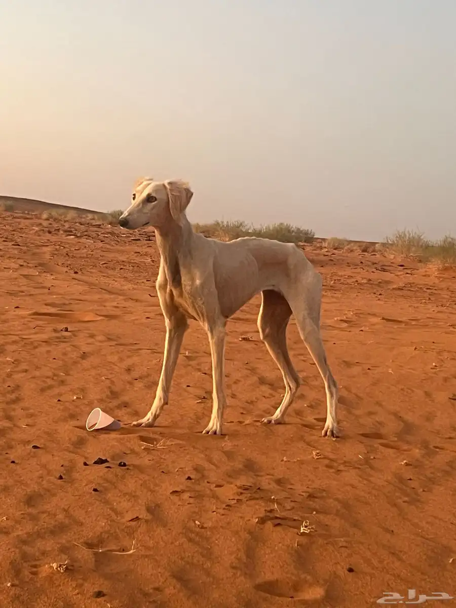 سلقه عربيه اصيله اريش 0