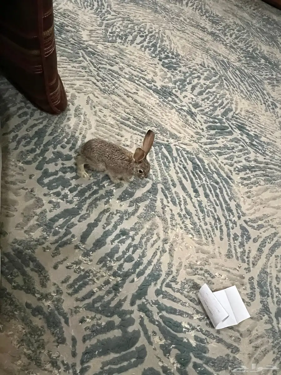 نوادر مميزه فرنسي وبلدي رقم 1 وإيطالي 8