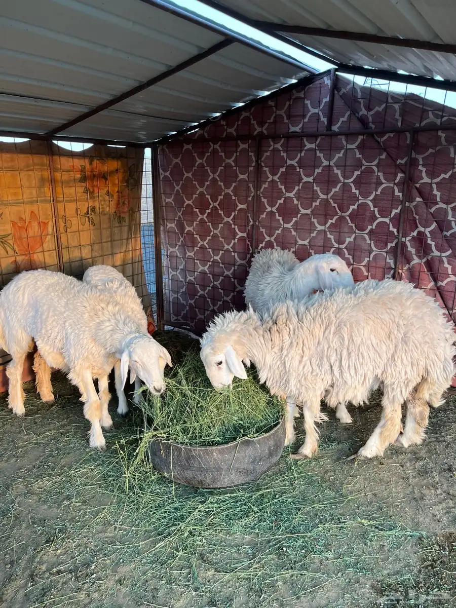 حريات وتيوس ومعزا 2
