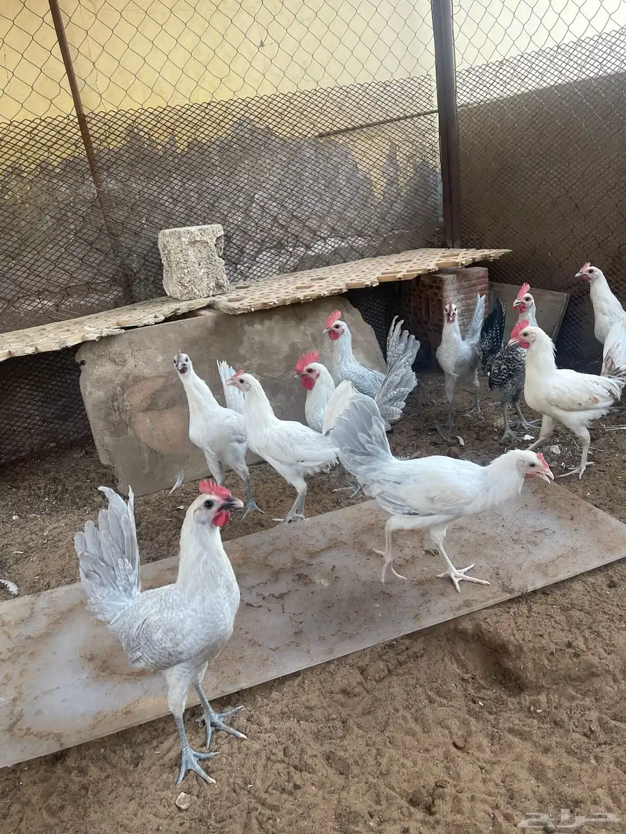 ديوك للبيع 0