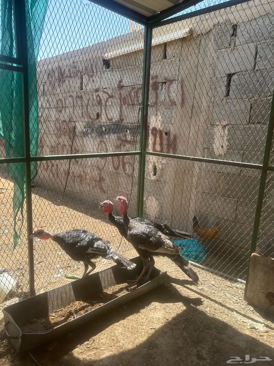 دجاج رومي 2