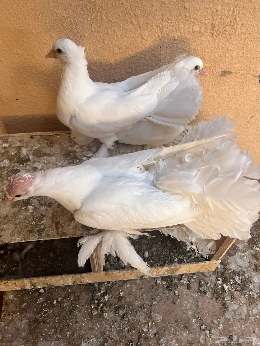 فراخ رقاصي اربع اجواز السوم وصل الجوز 25 4