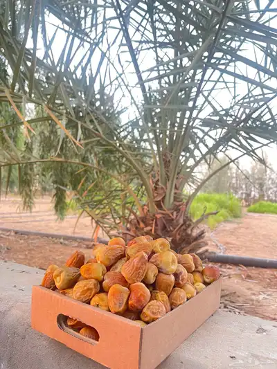 مزرعة للايجار 14