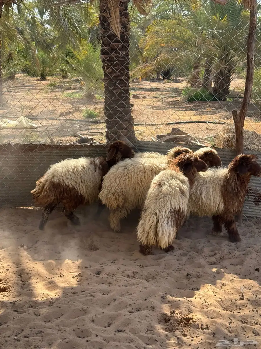 جذعات نعيم 3