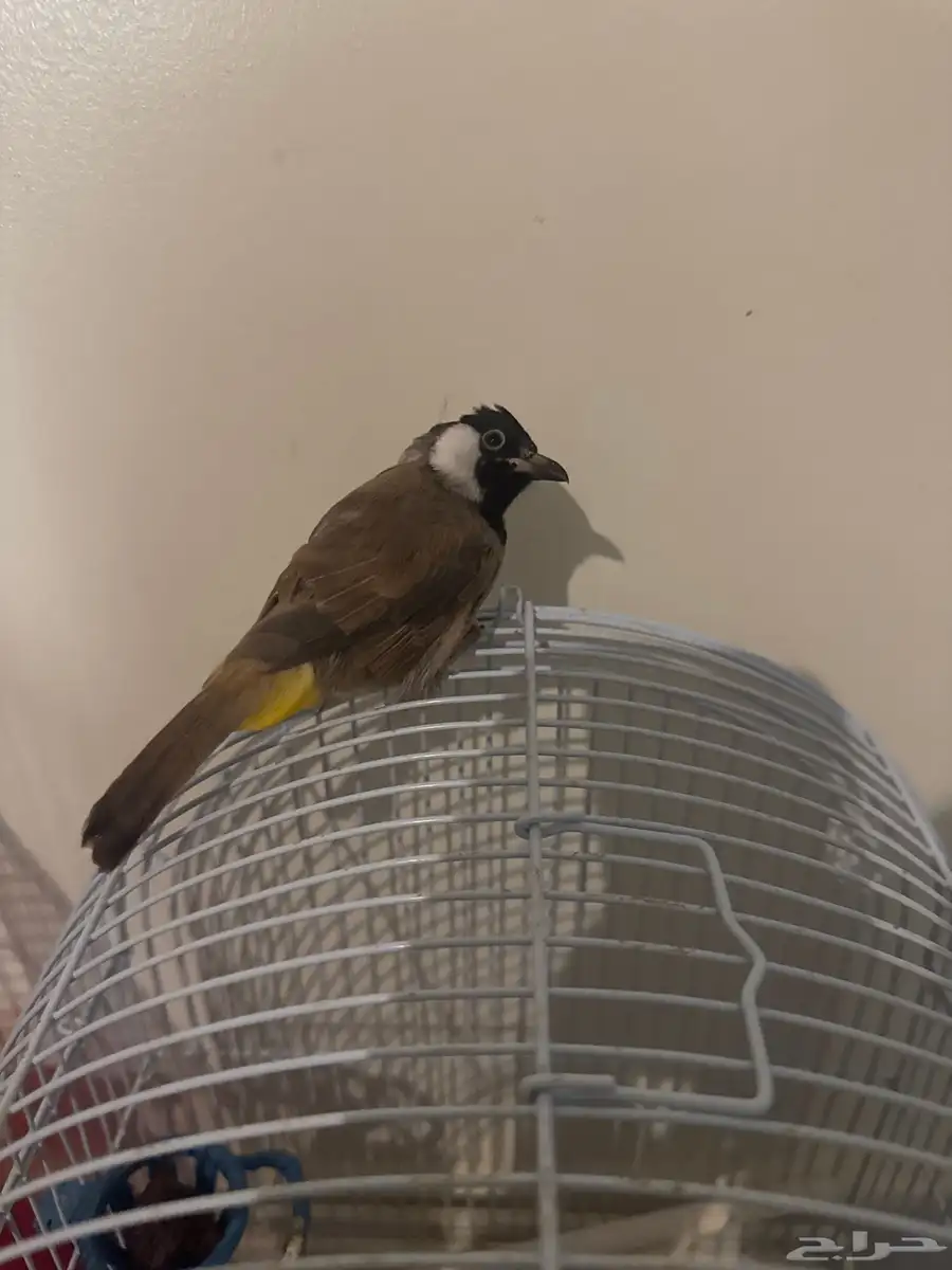 بلبوبل 0