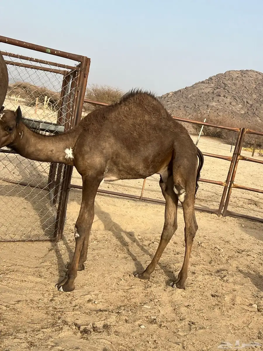 قعودين كفو وعلى حليب اماتها 3