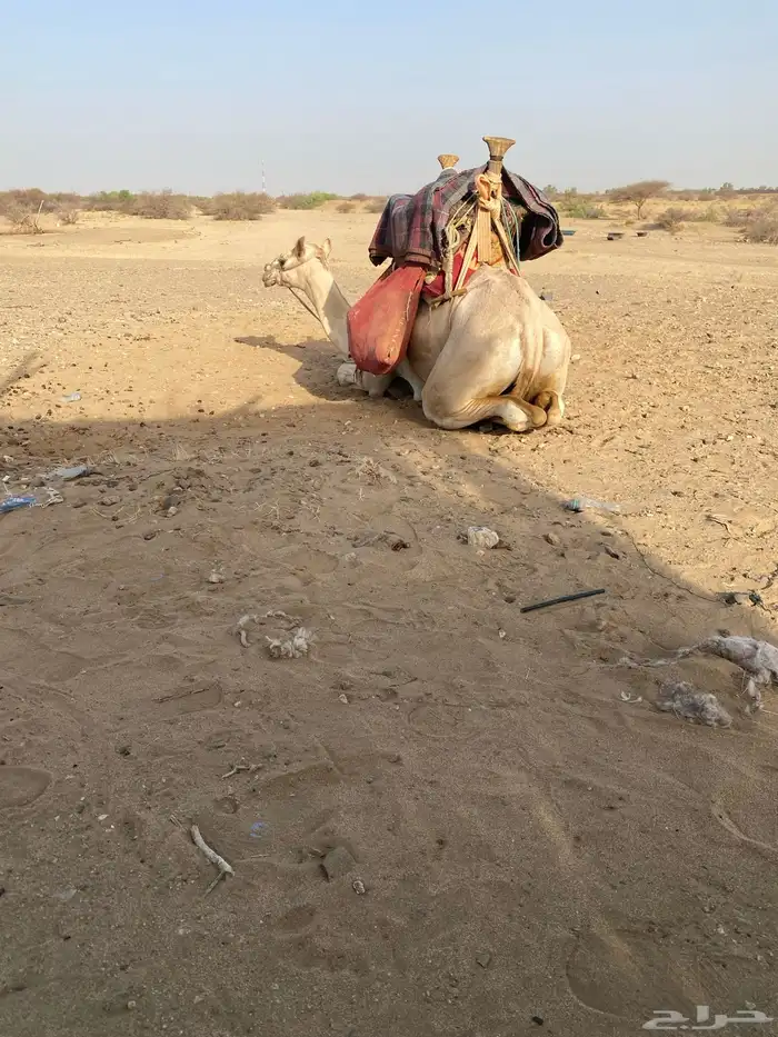 قعود حر سوداني طايع على شرط السن حق موقع المظيلف 2