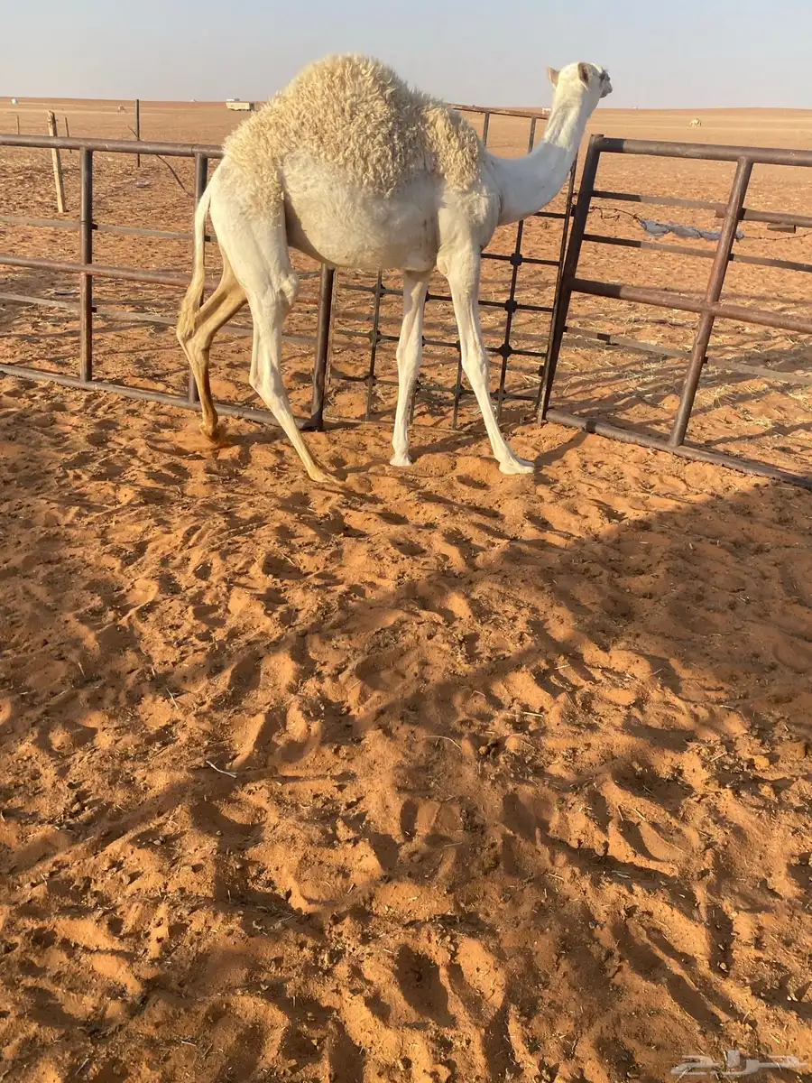 للبيع قعود طايش شحم 2