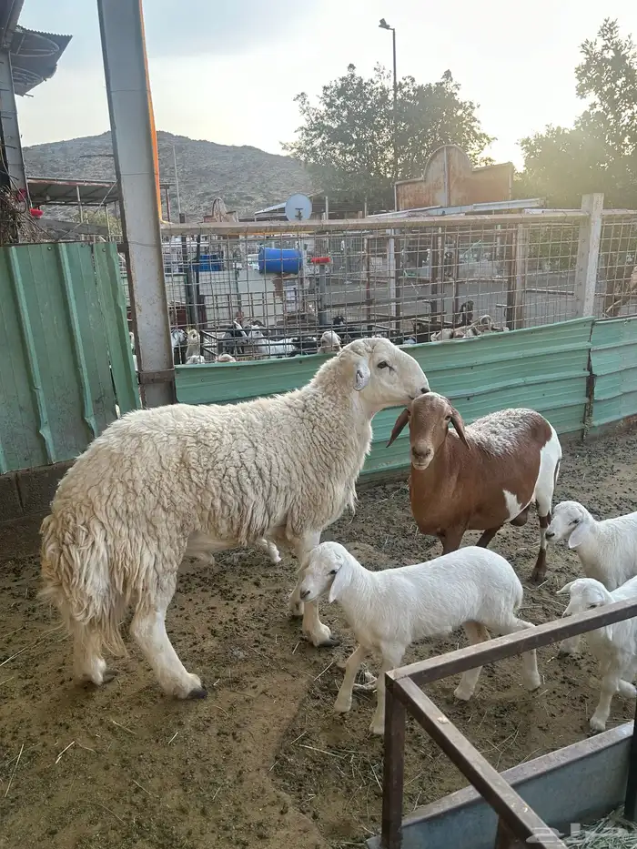فحل حري رباع مشروط 0