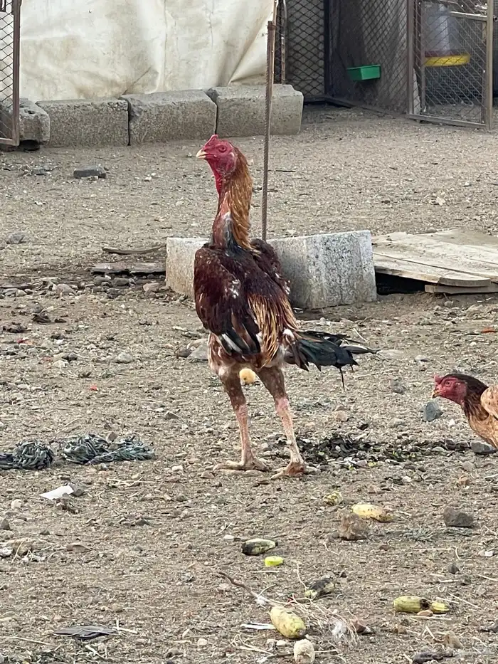 دجاج شامو ياباني فواخر 5
