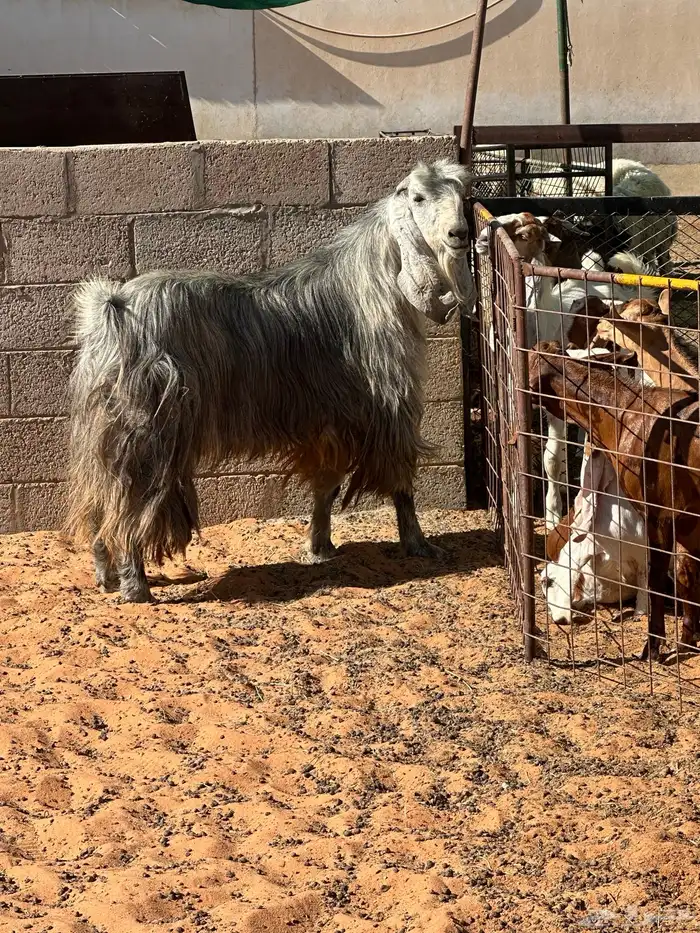 تيس عارضي طيب بالحيل 5