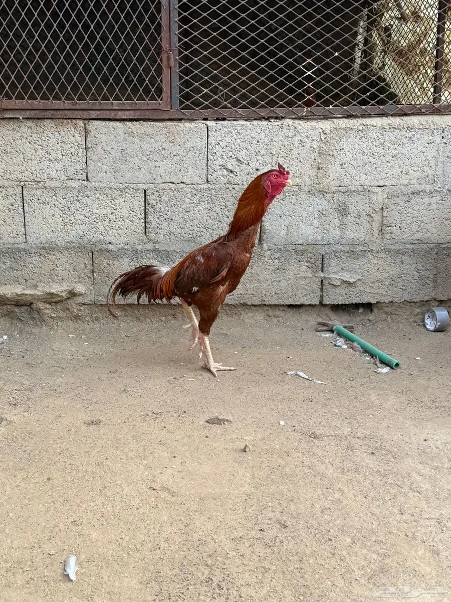 للبيع ديك باكستاني 1