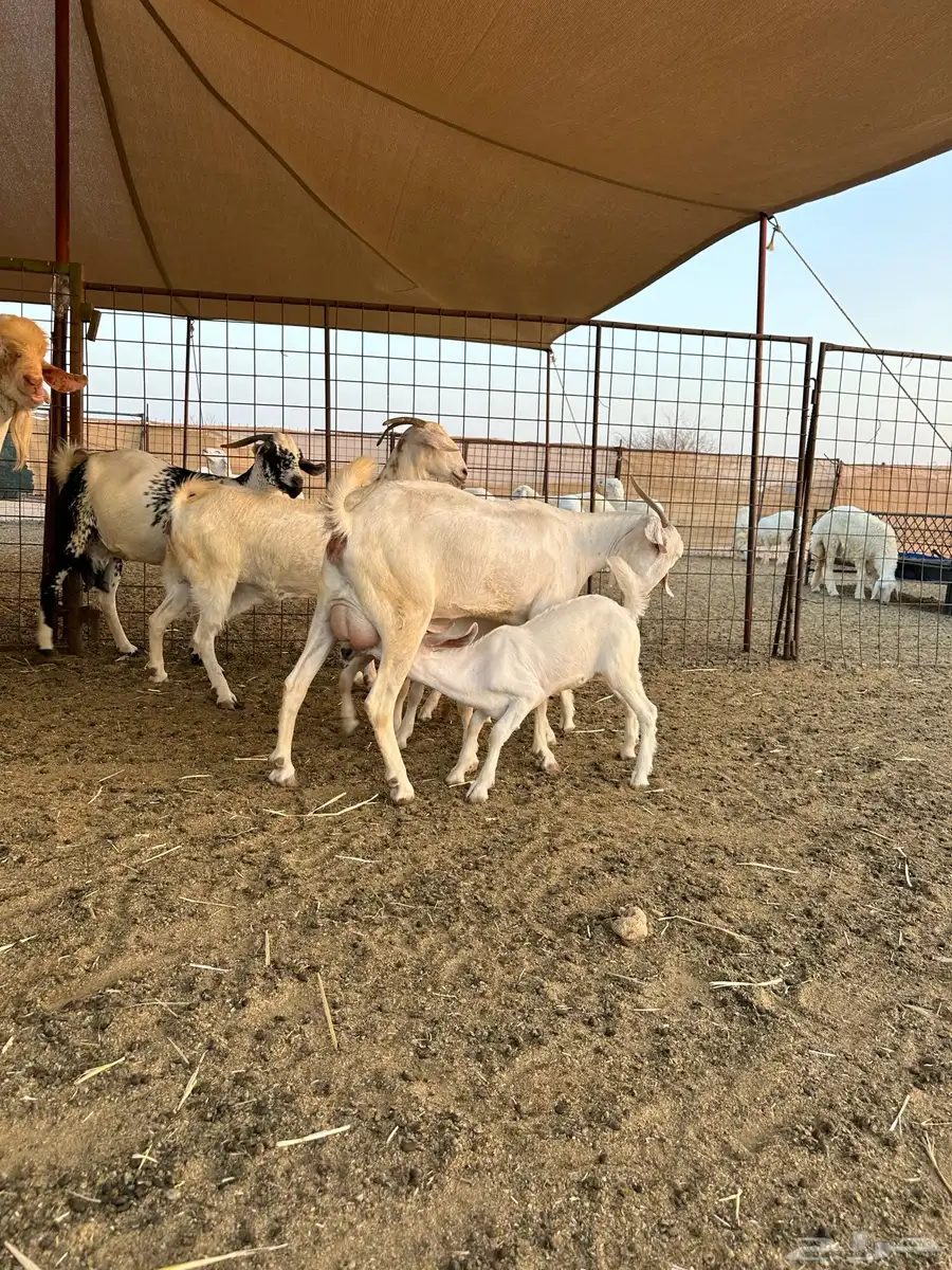 ماعز بيشي فاخر كحل و برص وعفر العدد 16 15