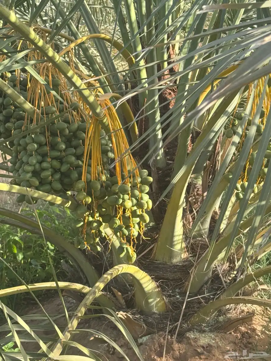 ثمرة نخيل للبيع بالجديدات 0