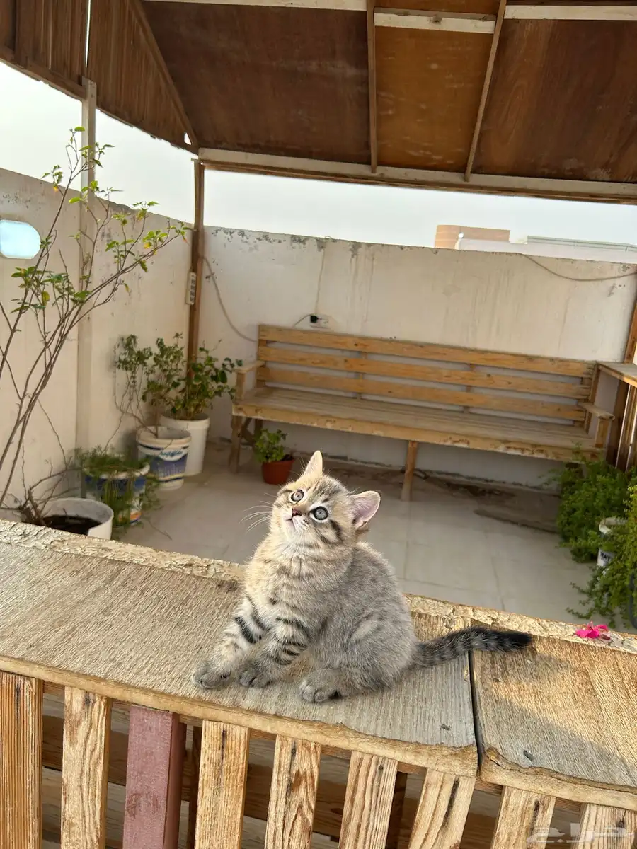 قطط كيتن سكوتش فولد وستريت للبيع 11