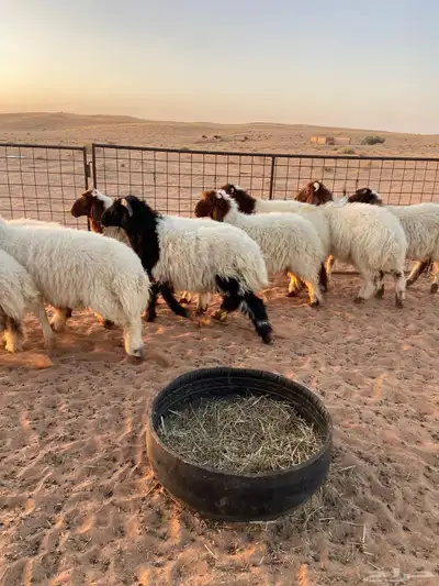 نعيم طيبه ( تم البيع ) 4