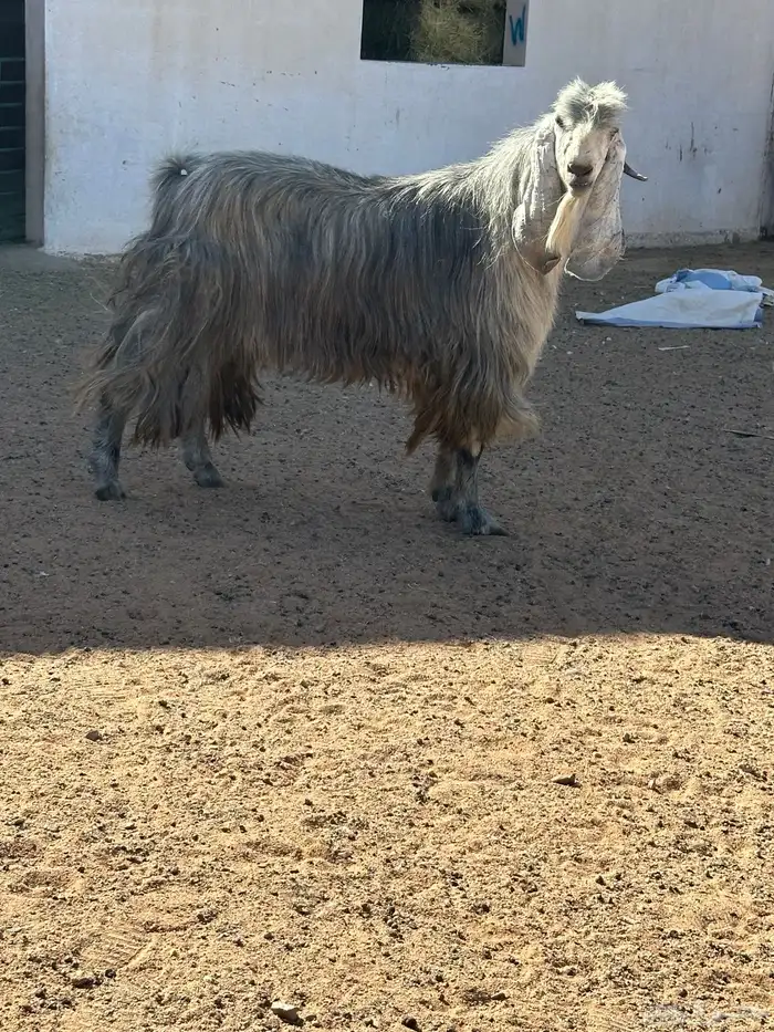 تيس عارضي طيب بالحيل 6