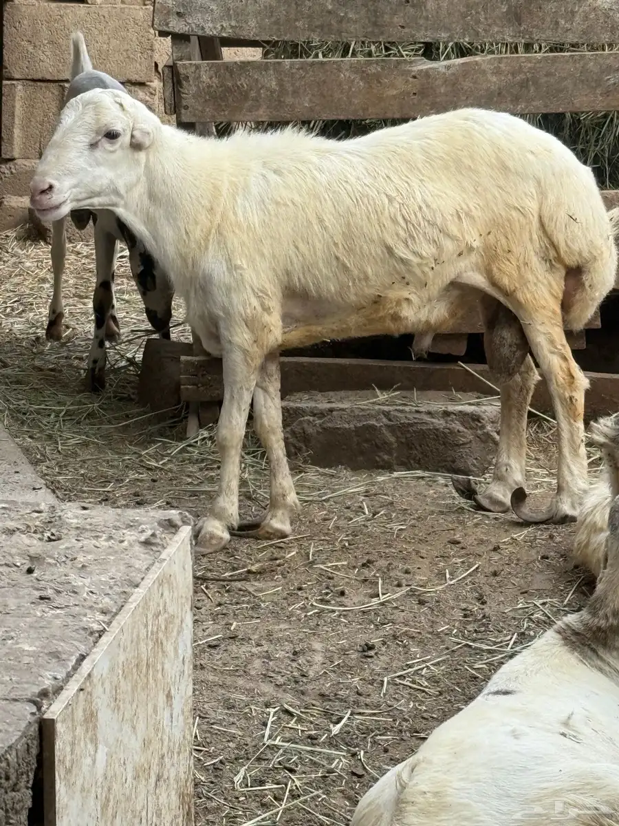 كبش 3