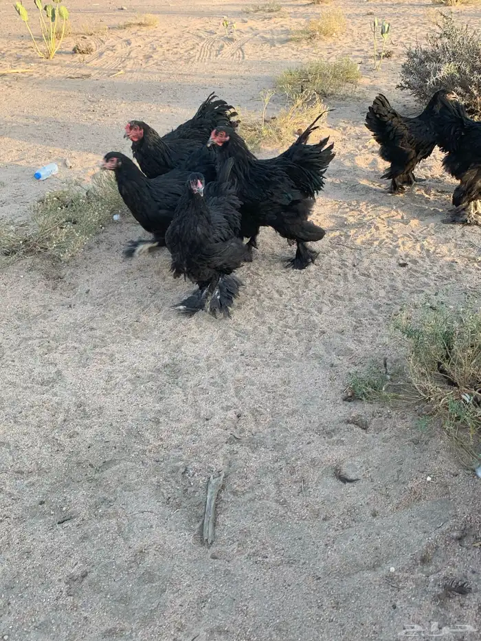 براهما 1