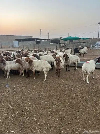 مشاء الله العداد 70 راس شرط الدفيع 4