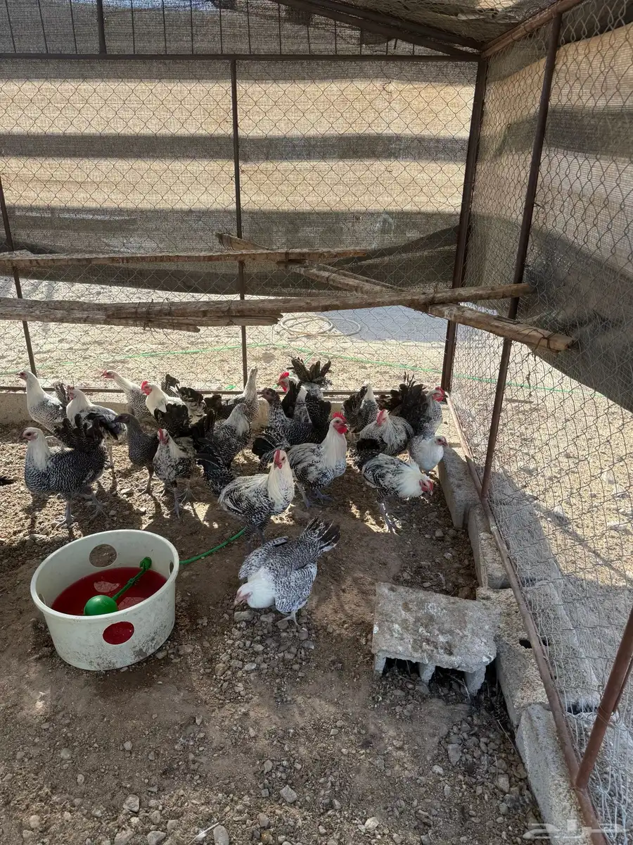 دجاج فيومي 1