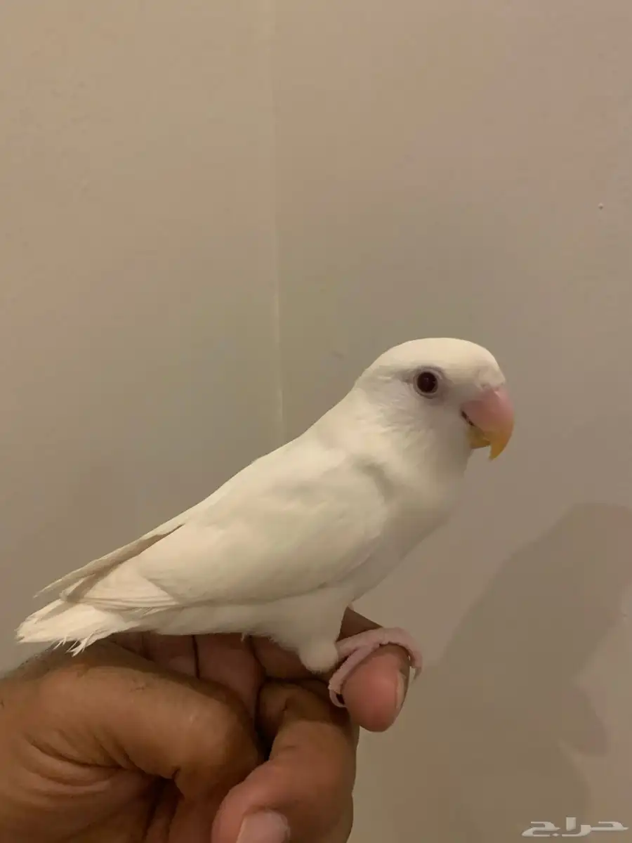 روز اليف 2