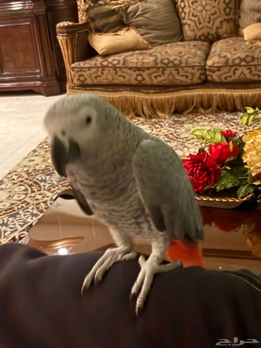 بغبغاء ما اقبل بدل 2
