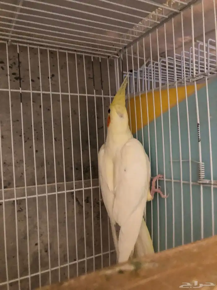 انثى كروان لاتينو منتجه و اليفه (( تم البيع )) 1