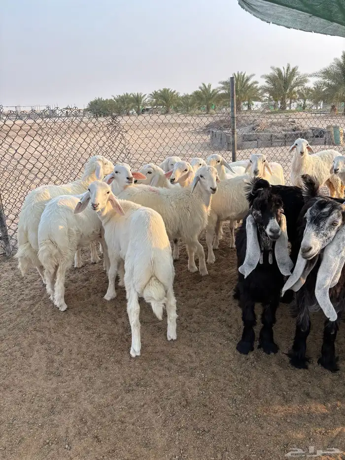 حري متوفر جميع الأعمار 1