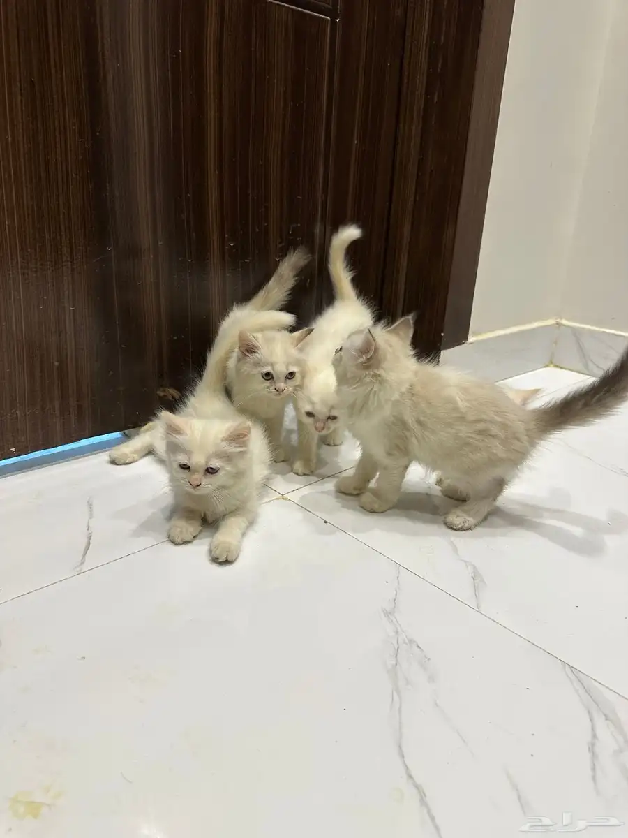 قطط هيمالايا للبيع 0