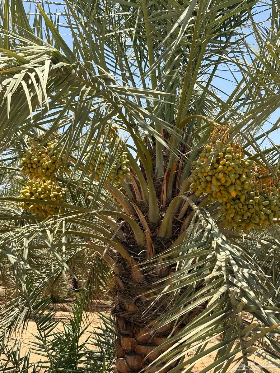 محصول 1000 نخله خلاص للبيع 19