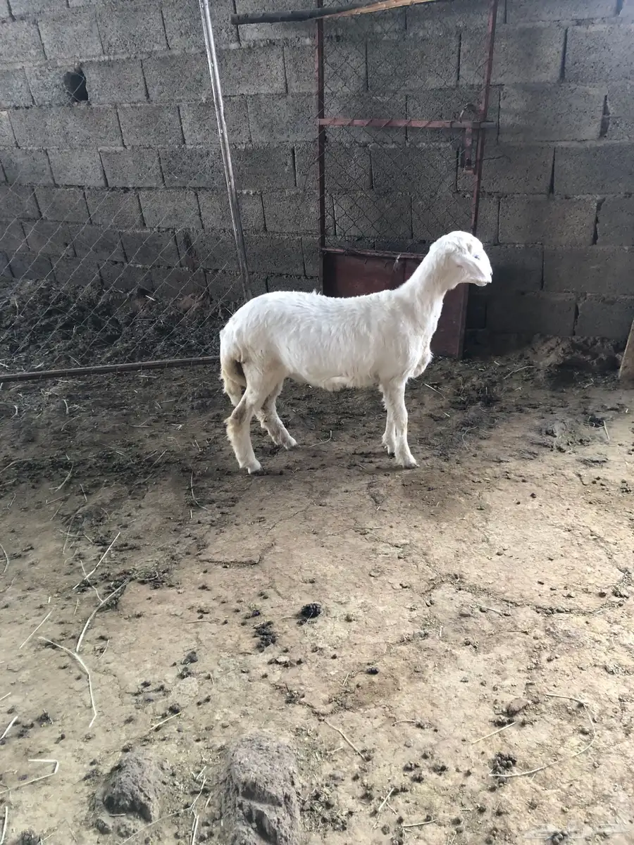 رخل فل شحم العمر خمسة اشهر نظيفة ومشروطة من جميع العذاريب 1