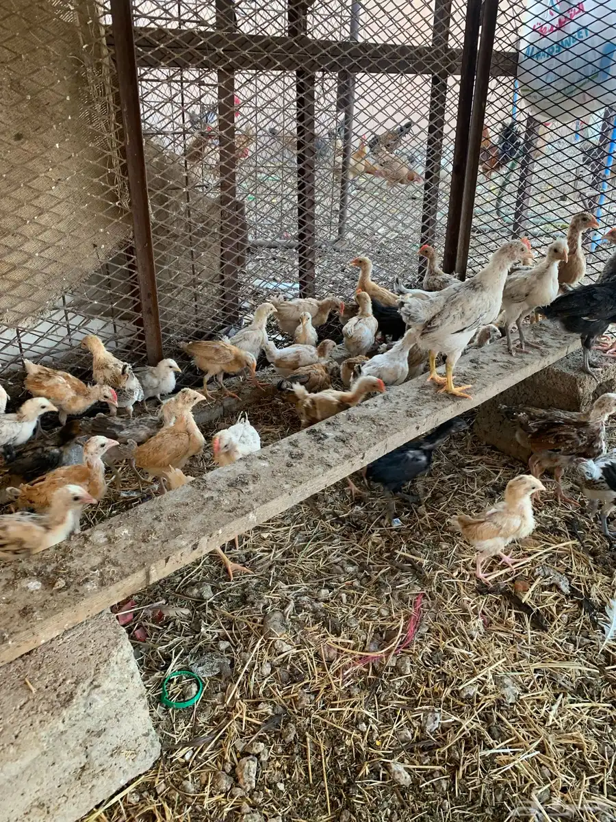 للبيع صوص بلدي فواتح 4