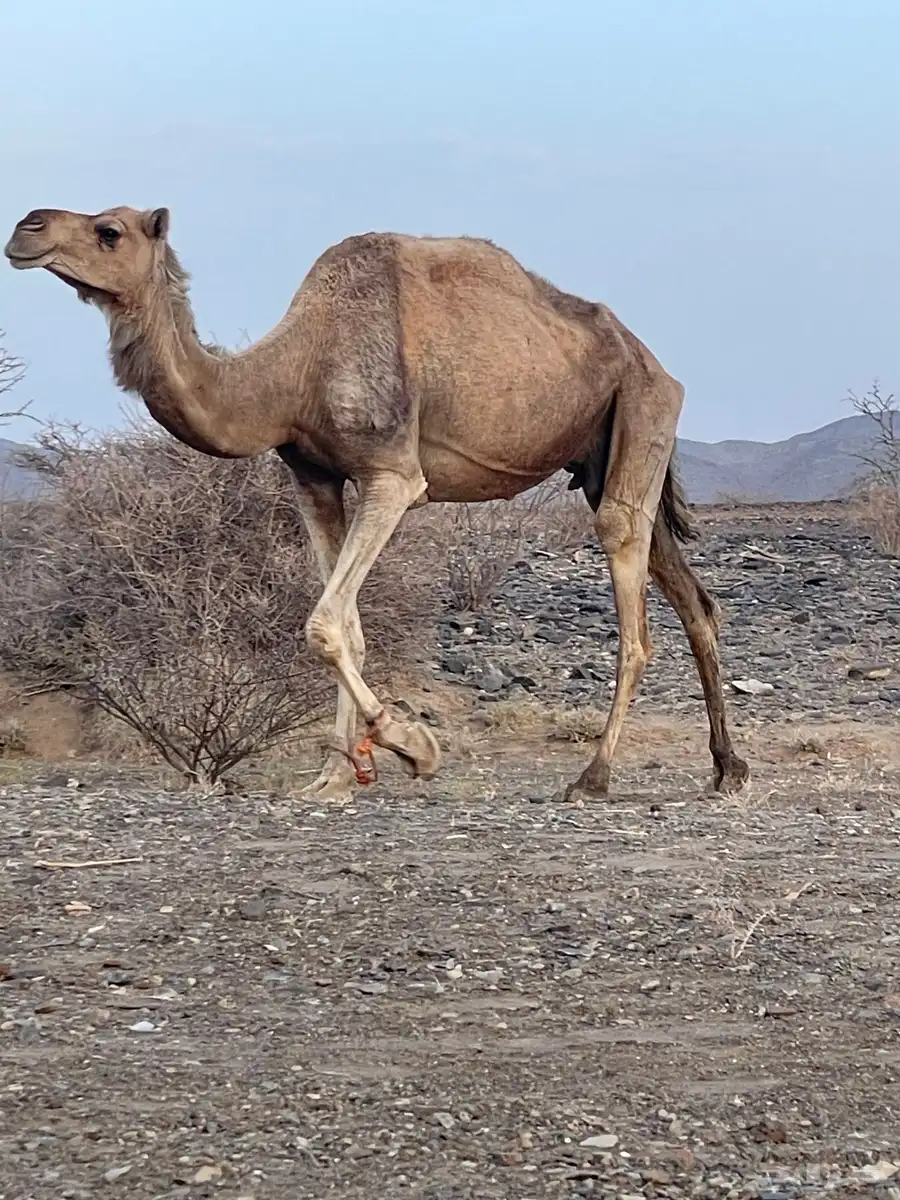 ابل قصب واللا مقنى للبيع 2