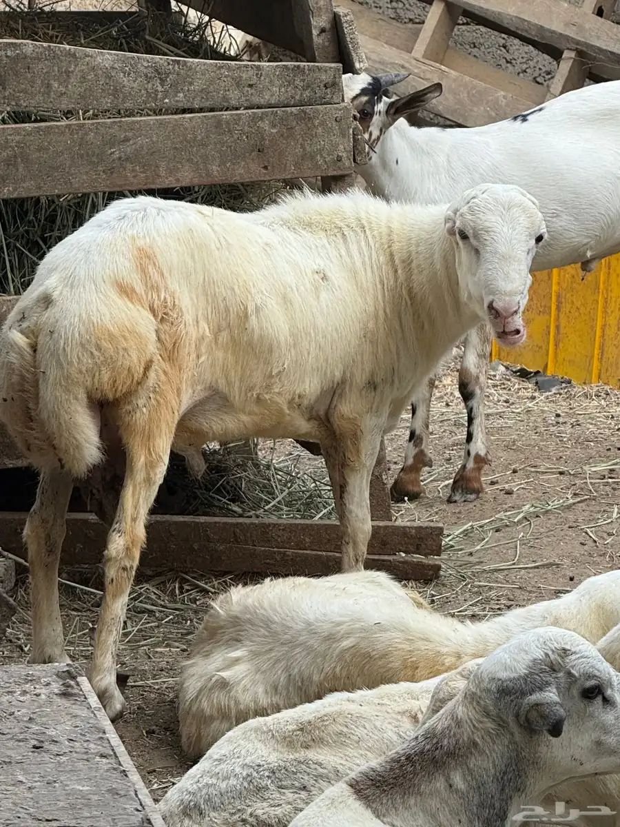 كبش 7