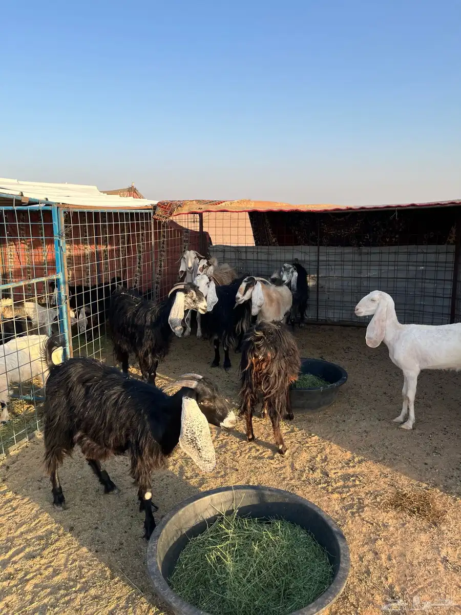 حريات وتيوس ومعزا 9