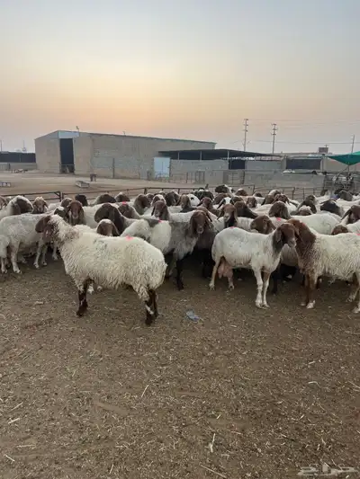 مشاء الله العداد 70 راس شرط الدفيع 0