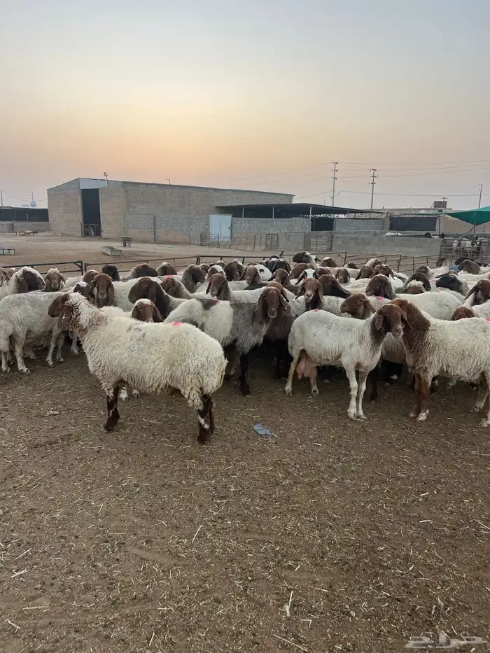 مشاء الله العداد 70 راس شرط الدفيع 0