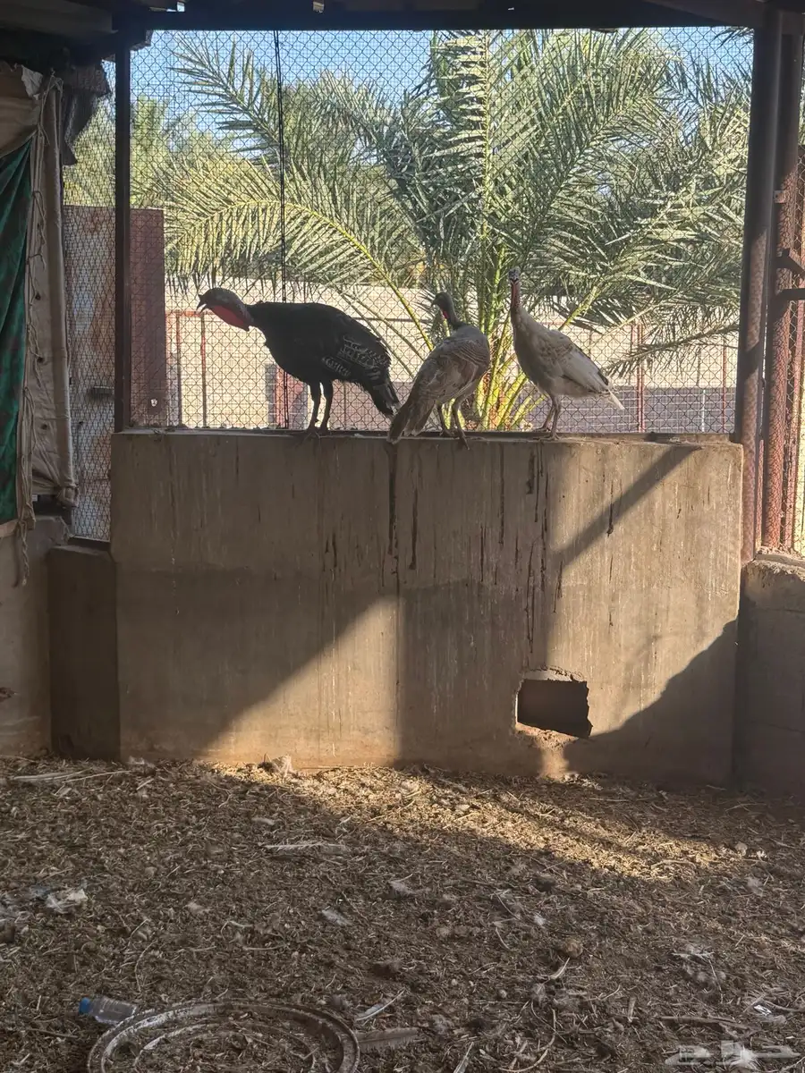 للبيع رومي بياض شرط ويرجنن 0