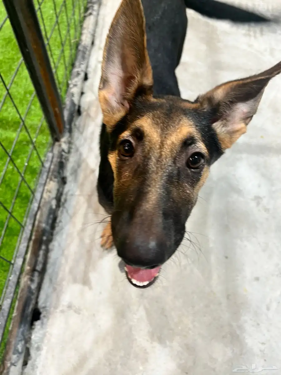 German shepherd puppy for adoption كلب 5